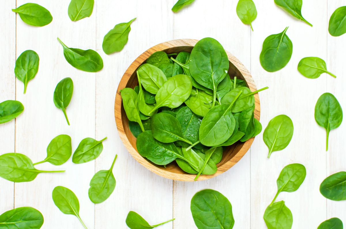 verduras de hoja verde para invierno