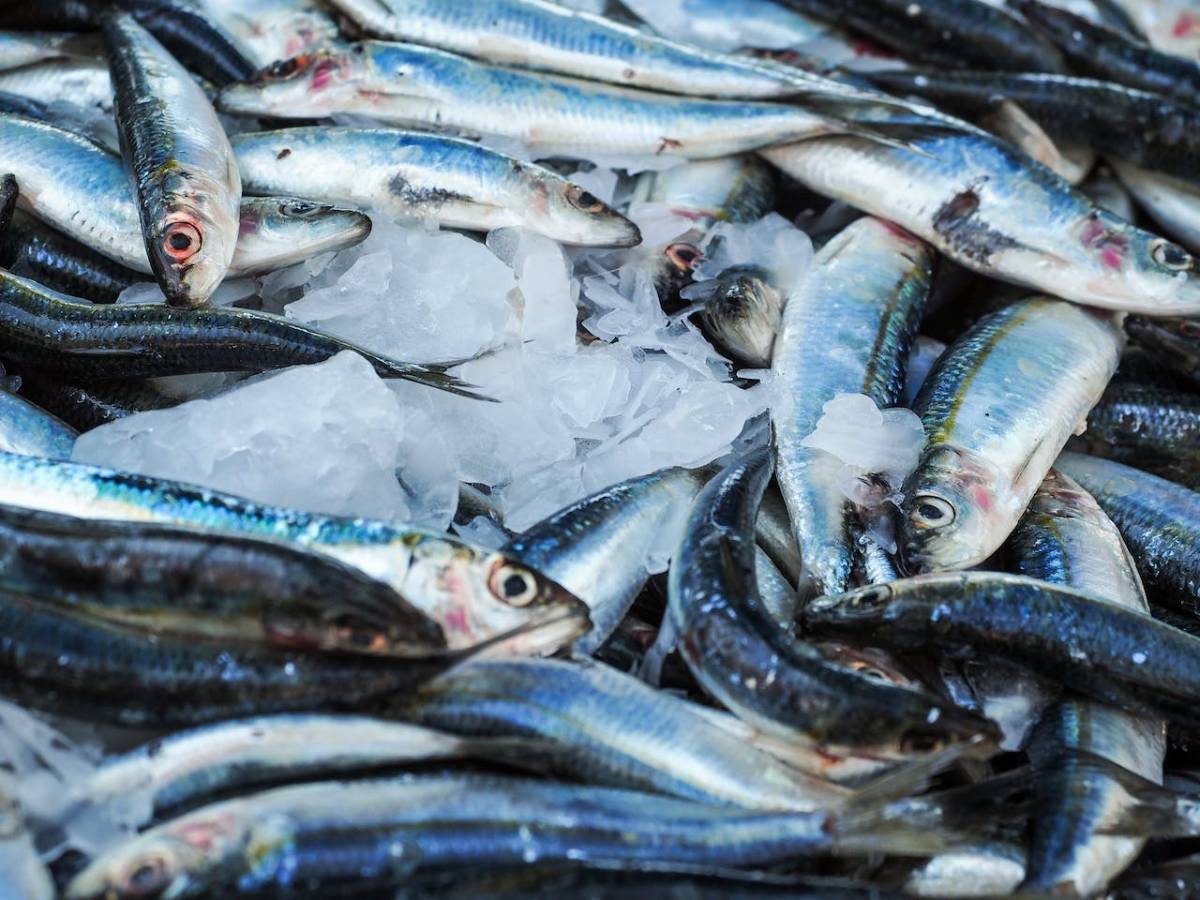 pesca cambio climático