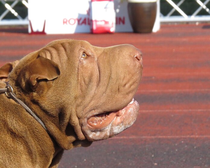 shar_pei2