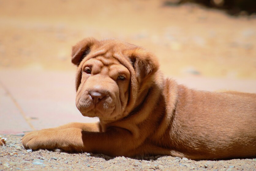 shar_pei3