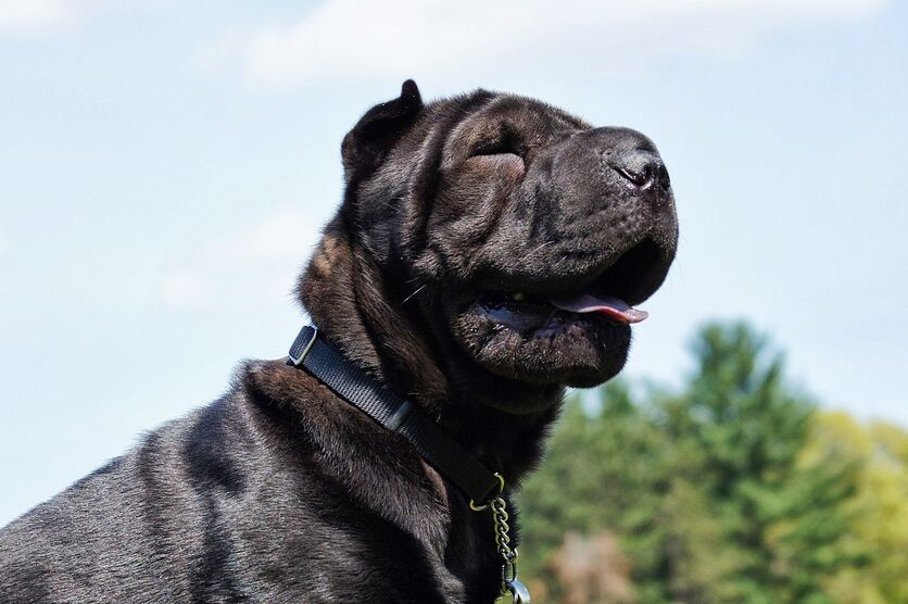 shar_pei4