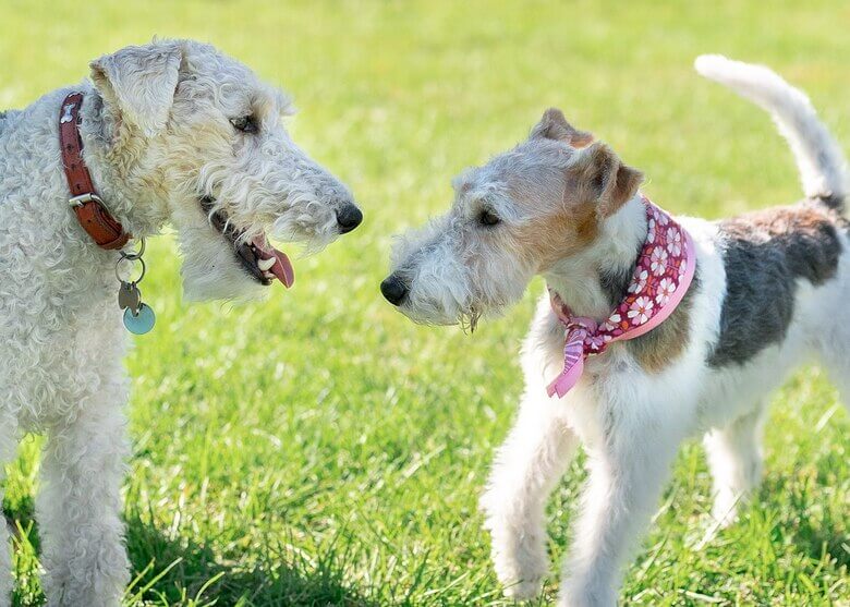 Fox_terrier_3