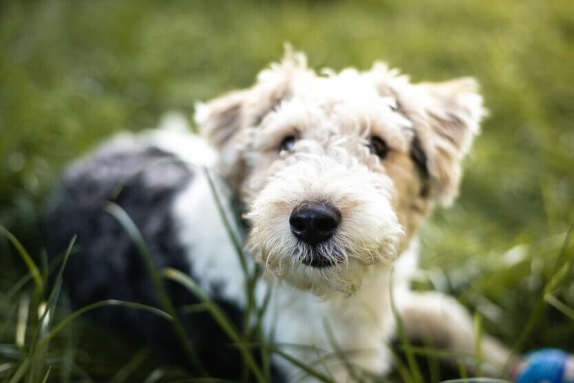 Fox_terrier_5