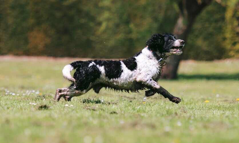 Springel_spaniel_ingles_2