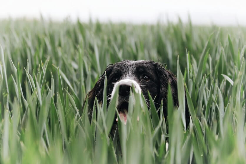 Springel_spaniel_ingles_3