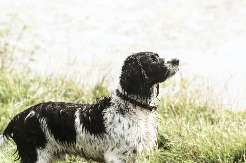 Springel_spaniel_ingles_4