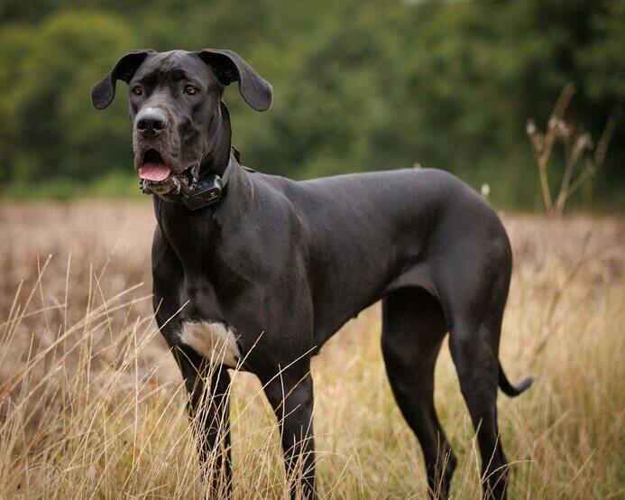 gran_danes_3