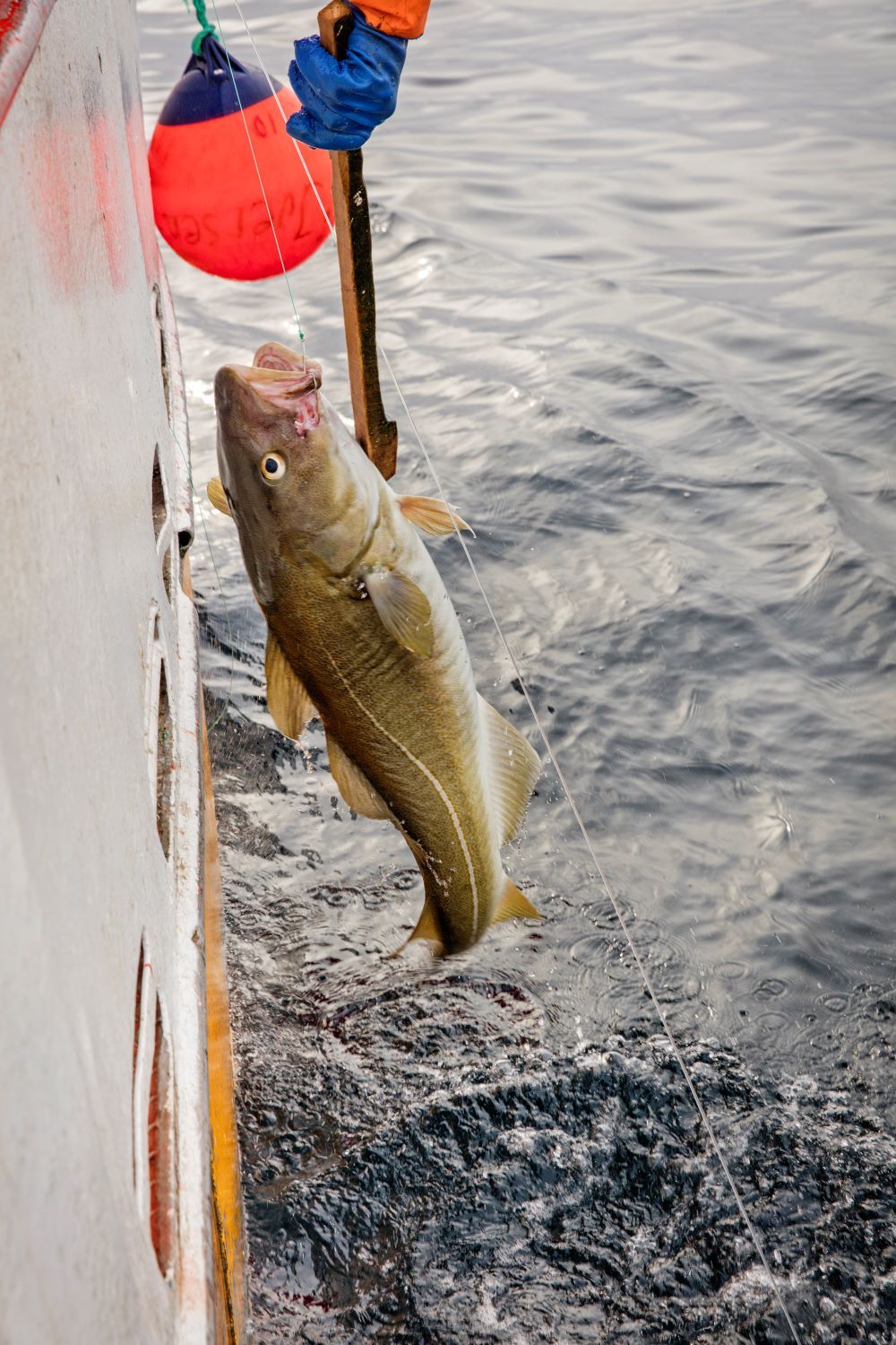 pesca sostenible de bacalao