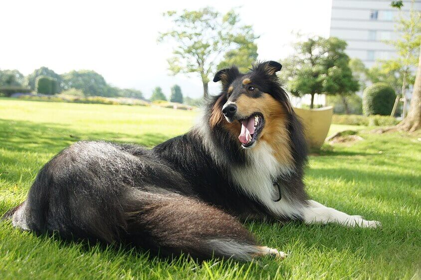 collie_pelo_largo_1 (4)