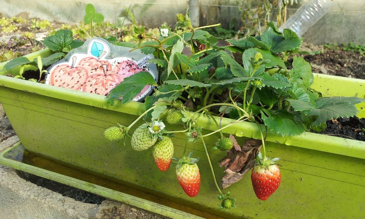 cultivar fresas en macetas