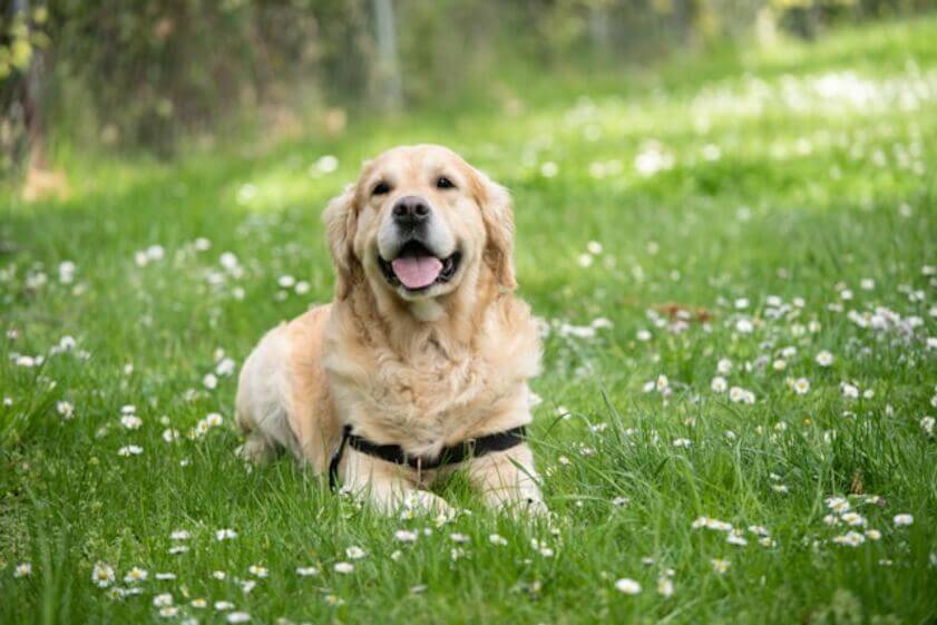 labrador_retriever (1)