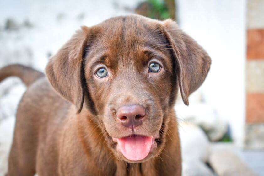 labrador_retriever (3)