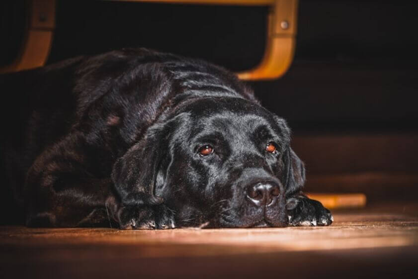 labrador_retriever (4)