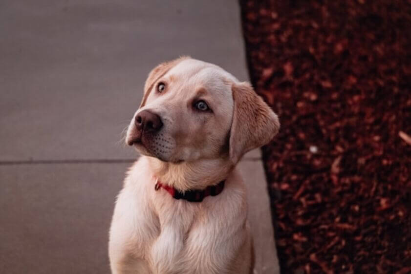 labrador_retriever (6)