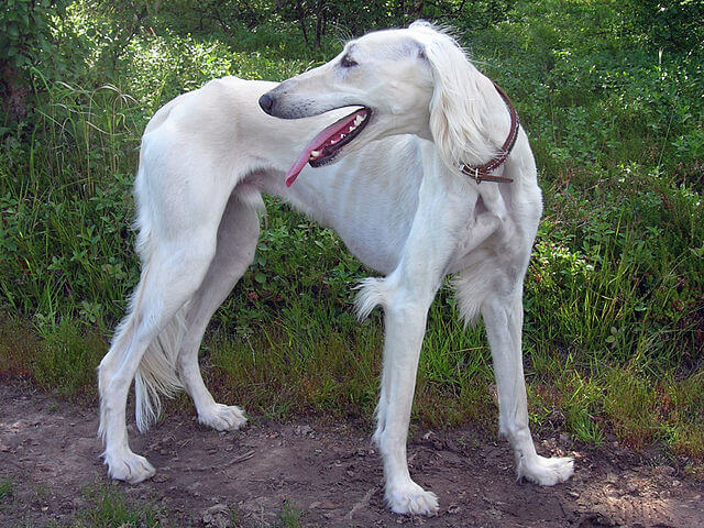 saluki (2)