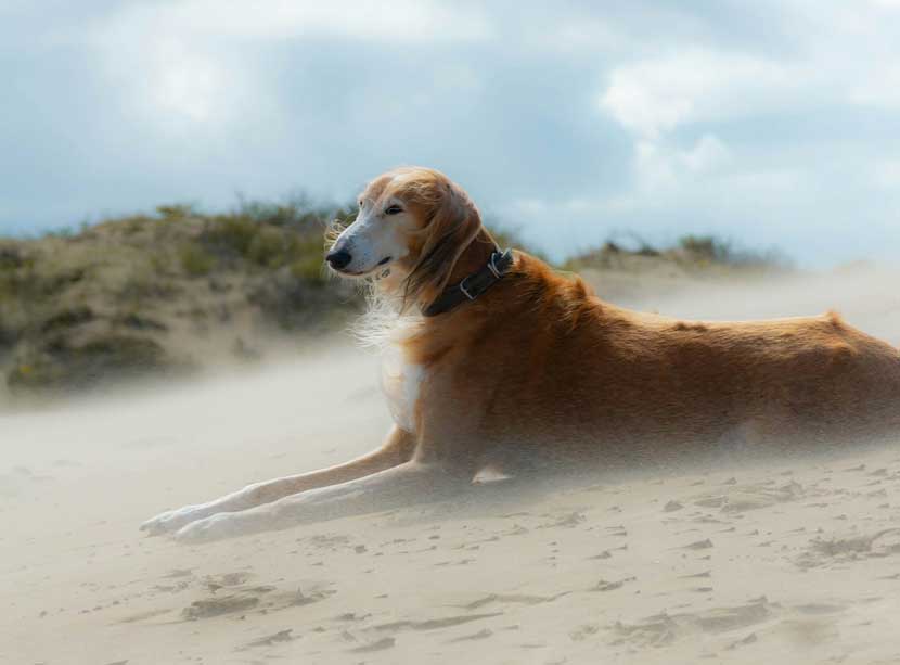 saluki