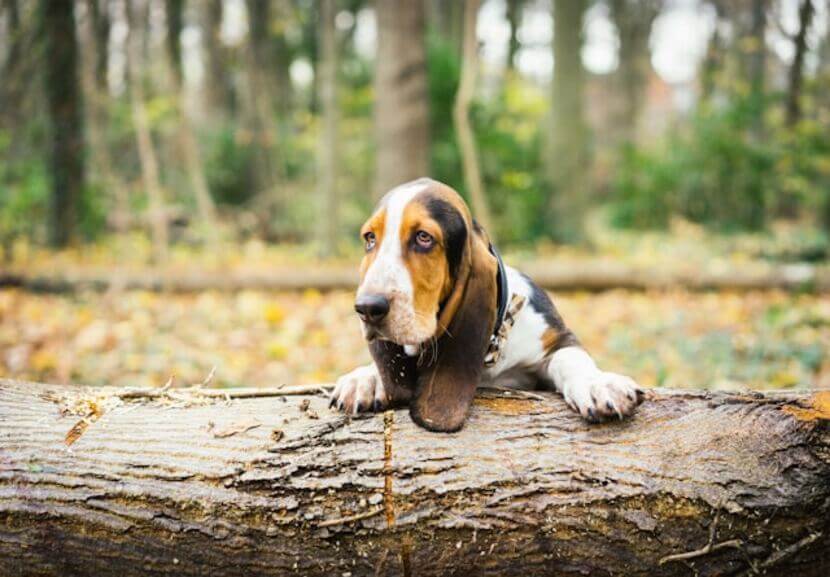 basset_hound (5)