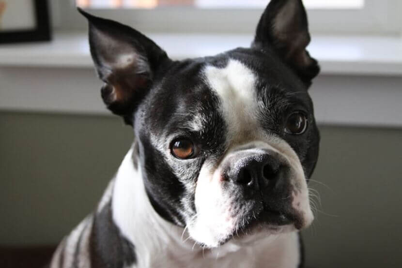 boston_terrier (1)