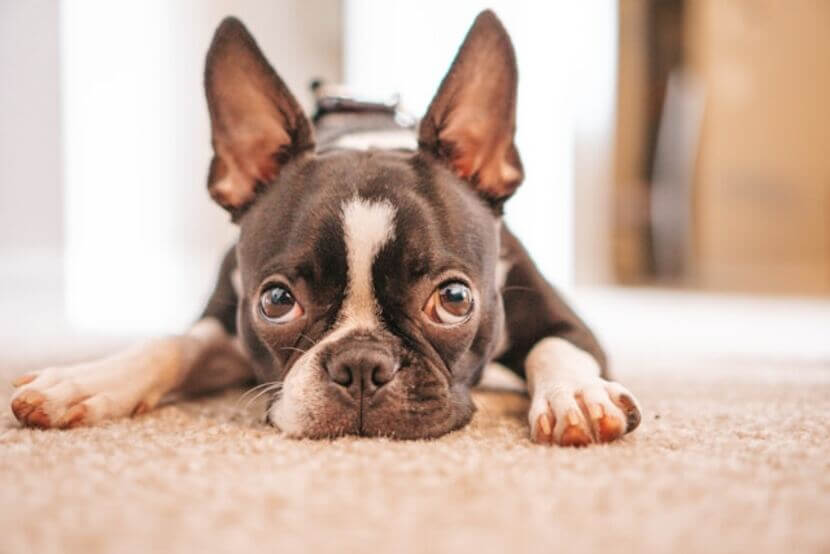 boston_terrier (2)