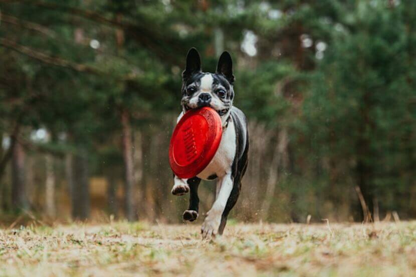 boston_terrier (3)