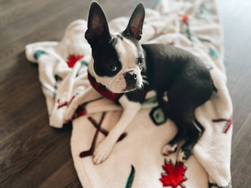 boston_terrier (5)