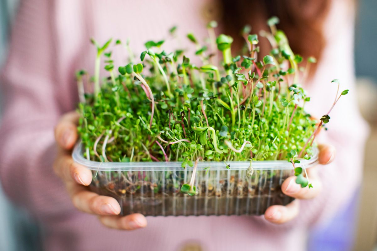 cómo cultivar microverduras