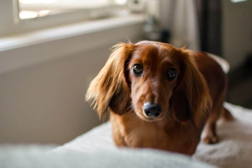 dachshund (1)