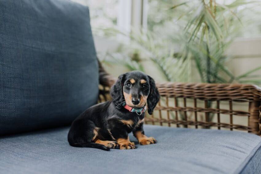 dachshund (2)