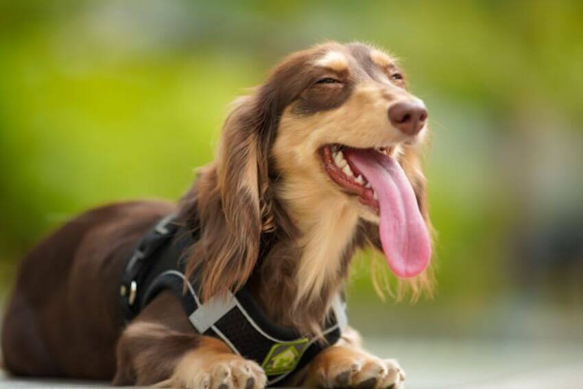 dachshund (4)
