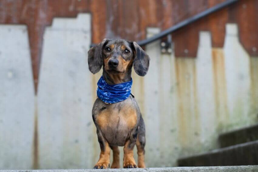 dachshund (5)