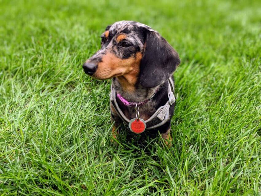dachshund (6)