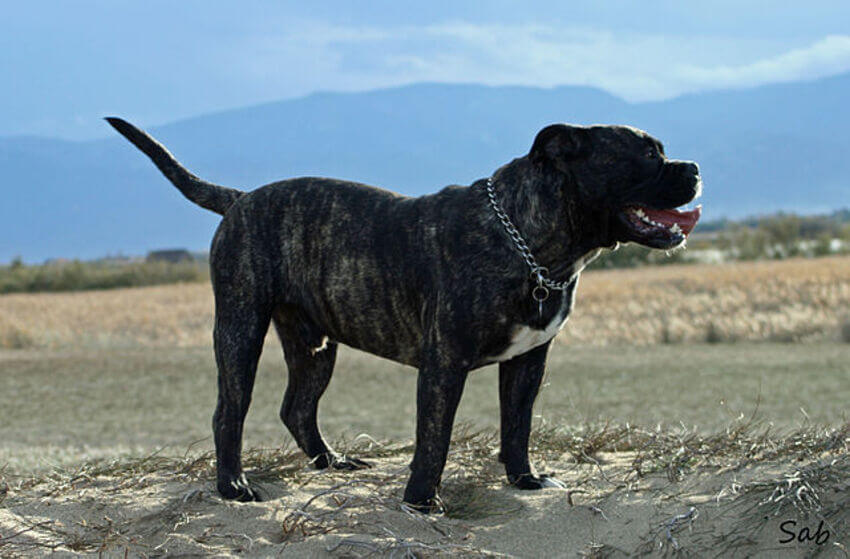 dogo_mallorquin (2)