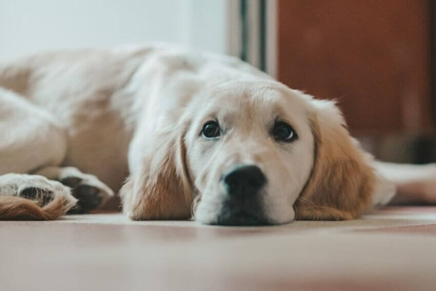golder_retriever (3)