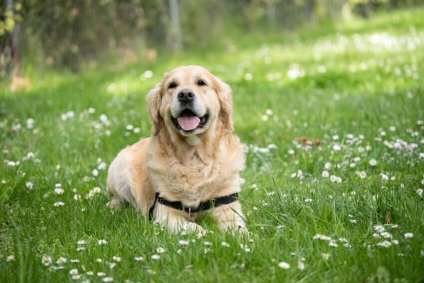 golder_retriever (8)