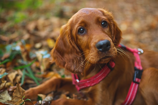setter_irlandes (3)
