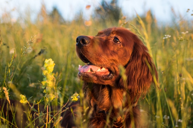 setter_irlandes (4)