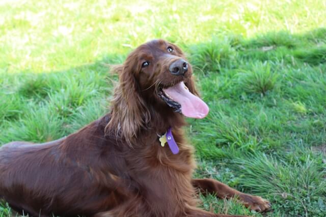 setter_irlandes