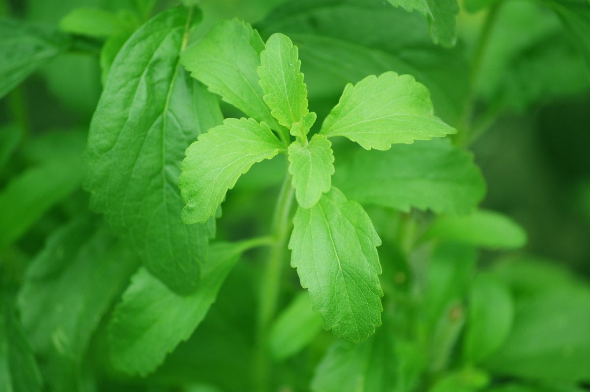 planta de estevia