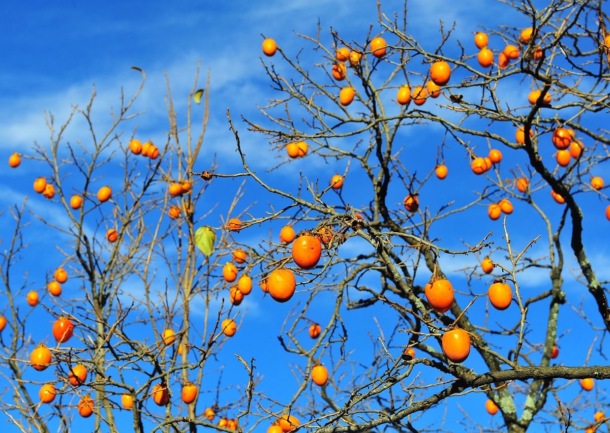 árbol de caquis