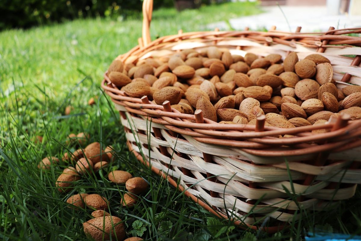 mejores almendras para el turrón