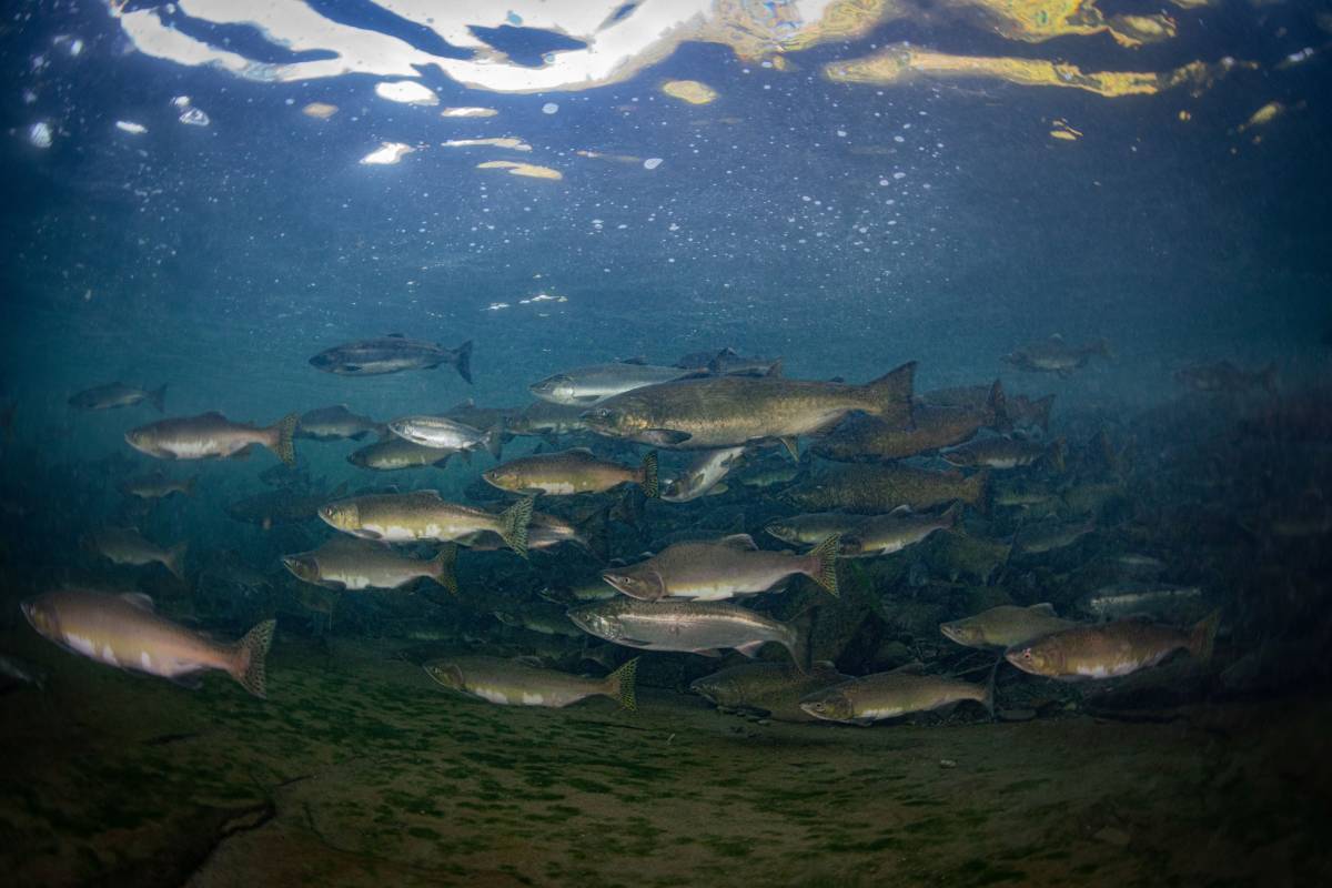 biodiversidad marina