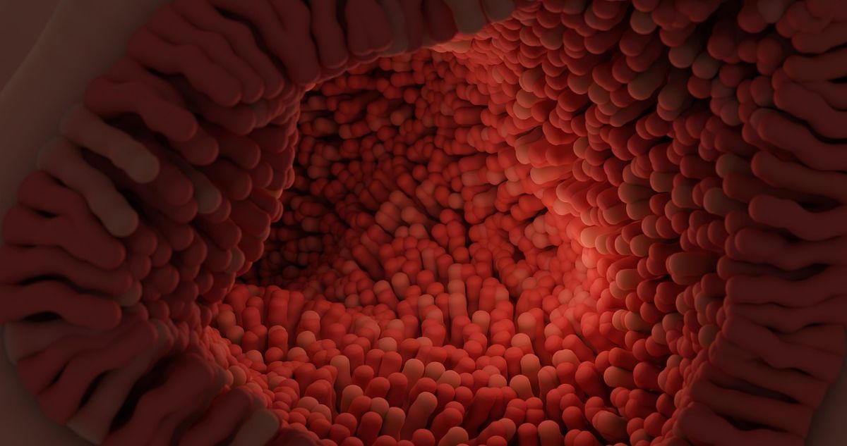 vellosidades intestinales