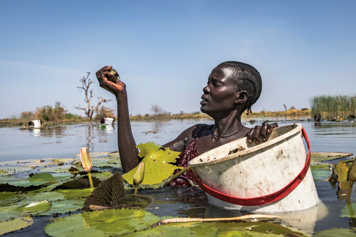 recolectar nenúfares para comer
