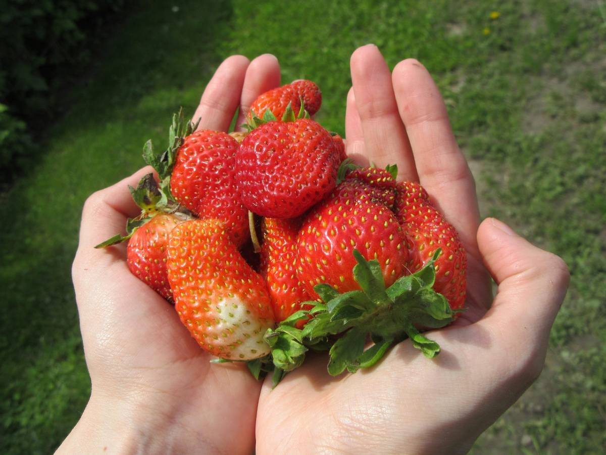 conservar fresas