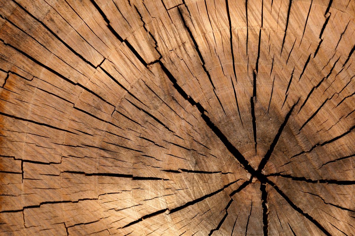 envases alimentarios hechos a partir de madera