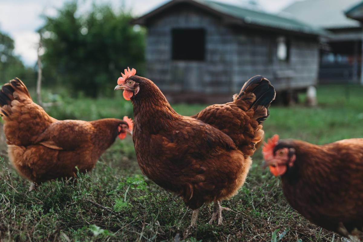 gallinas corral gripe