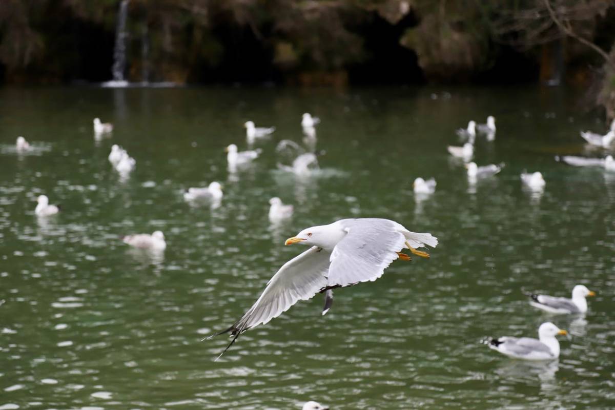 aves acuáticas gripe