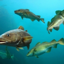 cómo elegir un pescado de temporada sostenible