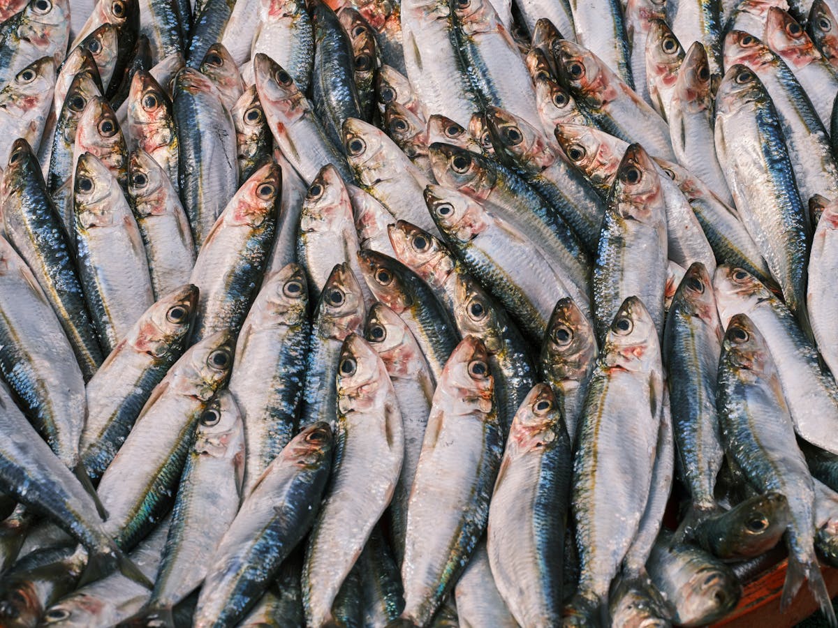 trazabilidad del pescado