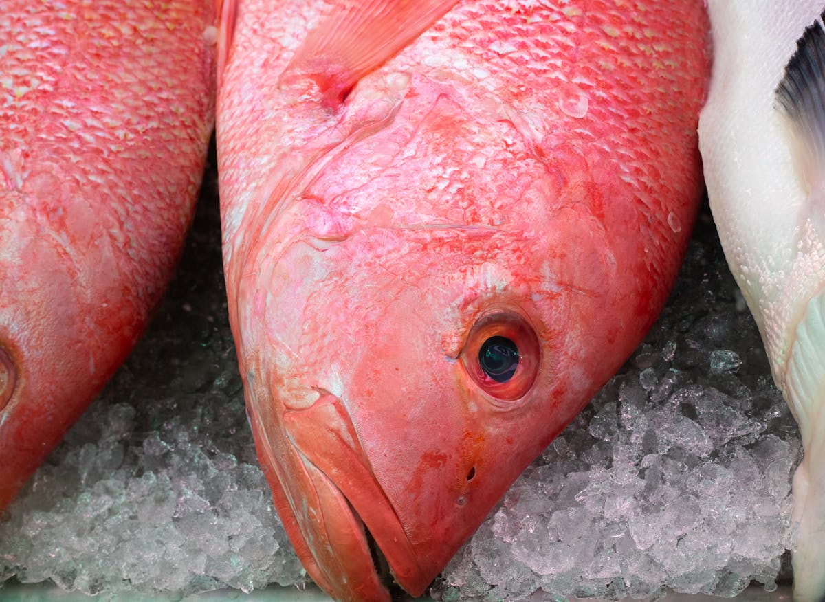trazabilidad del pescado